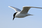 Gull billed tern055 .jpg